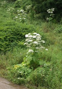 Gian Hogweed roadside