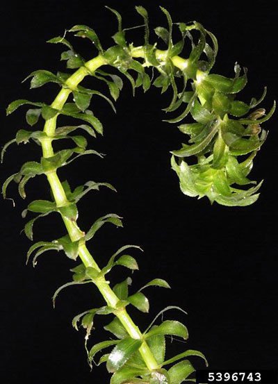 hydrilla stem