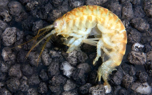 killer shrimp