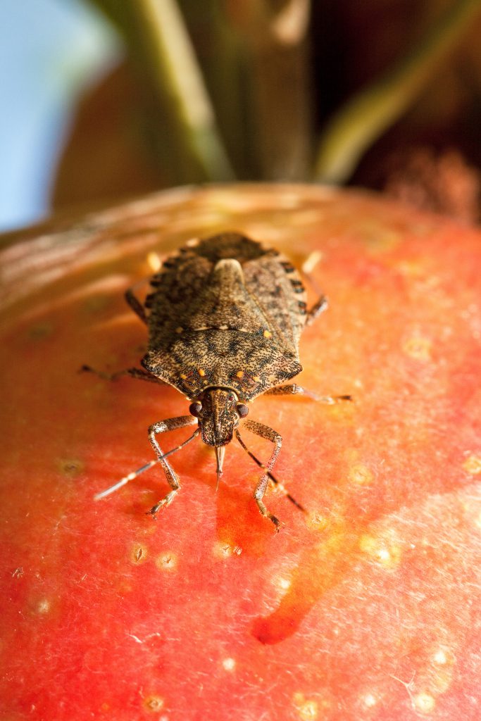 brown marmorated stink bug eating fruit