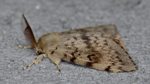 gypsy moth side profile