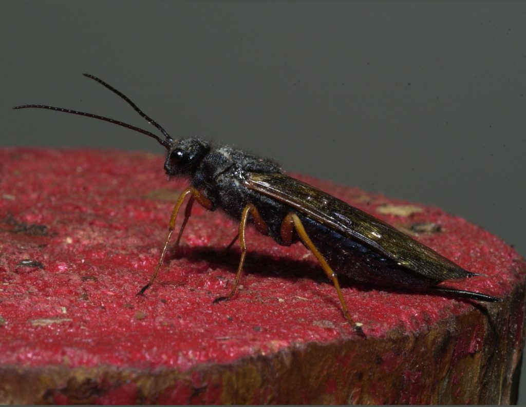 Sirex woodwasp female