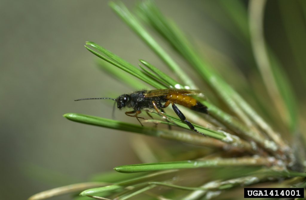 Sirex Woodwasp