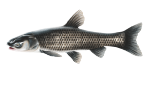 Asian Carps – Profile and Resources