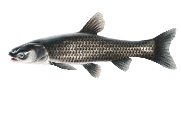 Invasive Carps – Profile and Resources | Invasive Species Centre