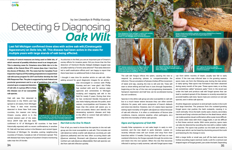 Detecting and Diagnosing Oak Wilt
