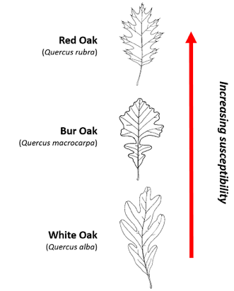 Oak Wilt – Invasive Species Centre