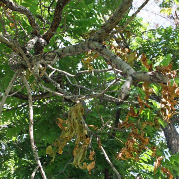 Thousand Canker Disease