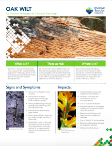 Oak Wilt Fact Sheet English