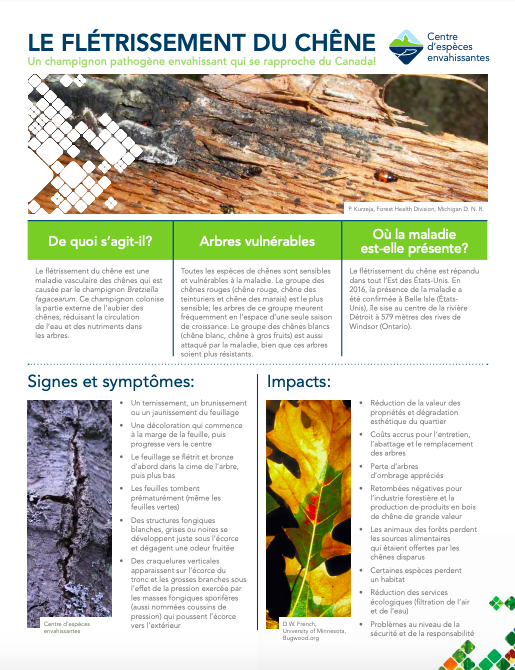 Oak Wilt French Fact Sheet