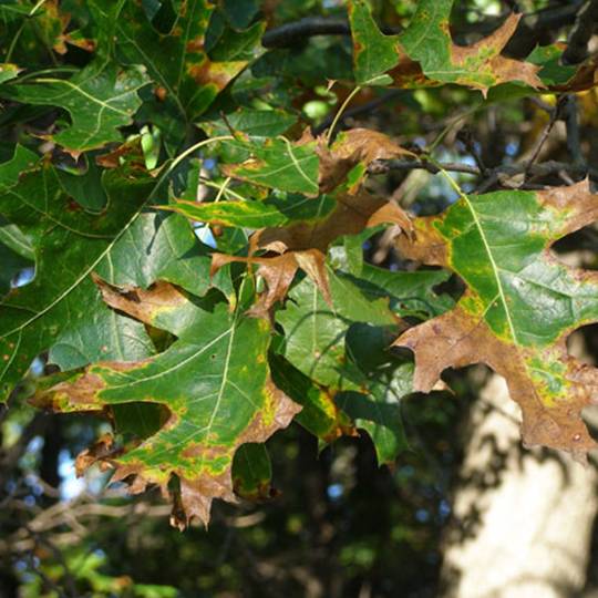 oak wilt leaves