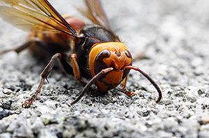 Giant Asian Hornet