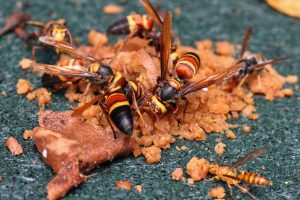 Asian Giant Hornets