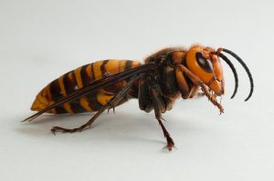 Asian Giant Hornet Side