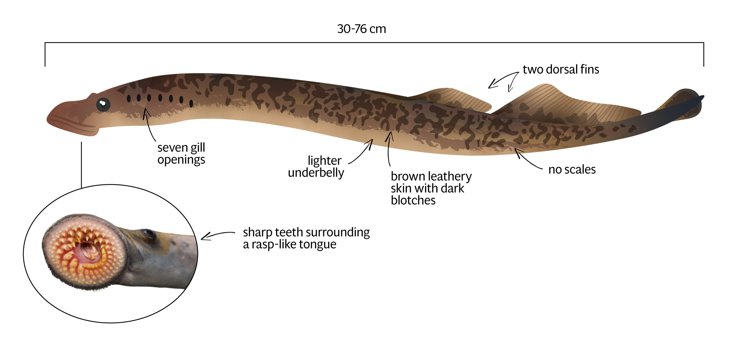 Sea Lamprey Profile And Resources, What Are Lampreys