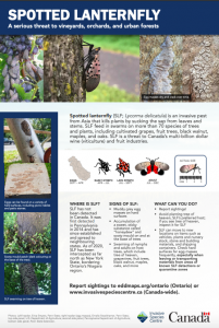 Spotted Lanternfly Fact Sheet EN