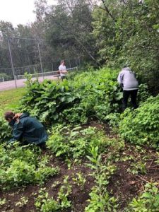 EDRR Volunteers Garlic Mustard Pull