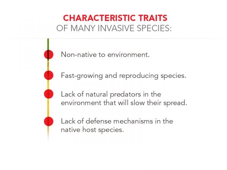 characteristics of an invasive