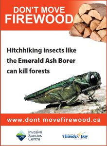 Don't move firewood ad