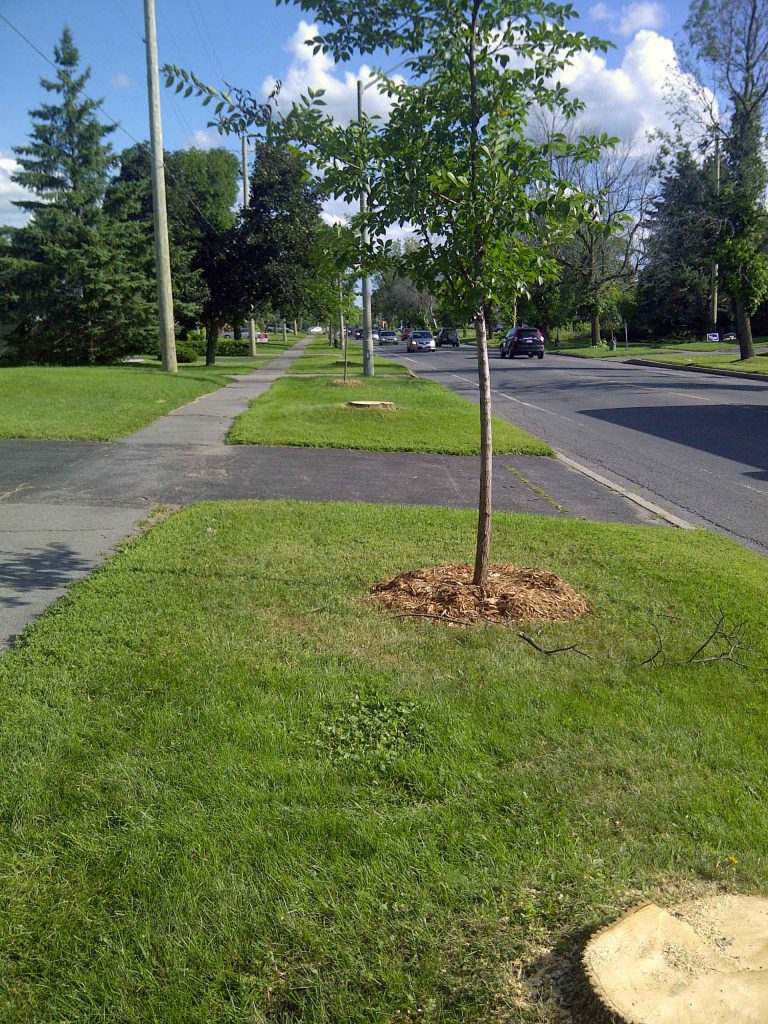 EAB Impacts on urban trees