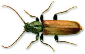 Brown Spruce Beetle