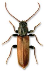 Brown Spruce Beetle