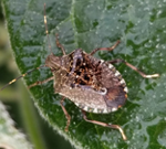 Brown marmoratred stink bug