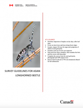 Asian Longhorned Beetle – Profile | Invasive Species Centre