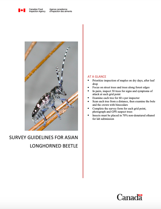 Asian Longhorned Beetle – Profile | Invasive Species Centre