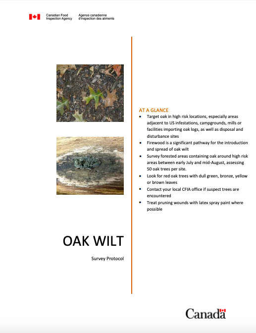 Oak Wilt – Invasive Species Centre