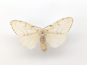 Gypsy Moth Adult Female