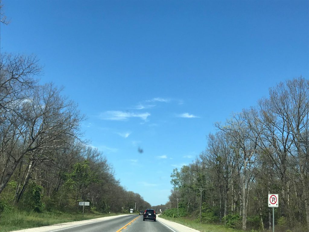 Example of Gypsy Moth Damage