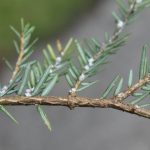 Hemlock Woolly Adelgid