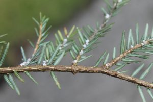 Hemlock Woolly Adelgid