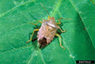 Spined soldier bug