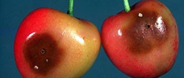 cherries from european cherry fly