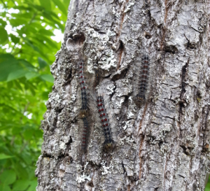 Gypsy Moth Caterpillars