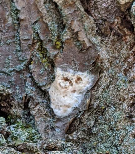 Gypsy Moth Egg Masses