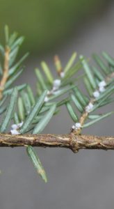 Hemlock woolly adelgid