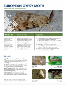 european gypsy moth fact sheet