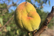 Photo: Cory Penca, University of Florida “Cat-faced” tissue damage by BMSB on a peach