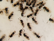 Parasitoid wasps