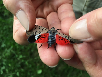 SLF have bright red hindwings, although you will most often see them in a tented position with the tan forewings covering the red.