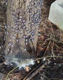 SLF feed in swarms and cause “honeydew” to rain down from the tree. Honeydew can cause sooty mould to grow at the base of trees and the surrounding ground. Photo: Emelie Swackhamer, Penn State University, Bugwood.org.