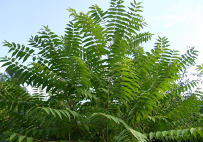 Avoid planting tree of heaven, SLF’s preferred host. Photo: Richard Gardner, Bugwood.org.