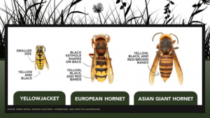 Two native species in North America that look like the Asian giant hornet are the yellowjacket and European hornet.