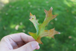 Oak leaf showing signs of wilting