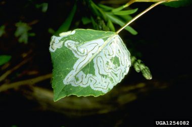 Scizeau Insect Elm Zigzag Sawfly – Invasive Species Centre