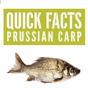 Fishing for Prussian carp near you