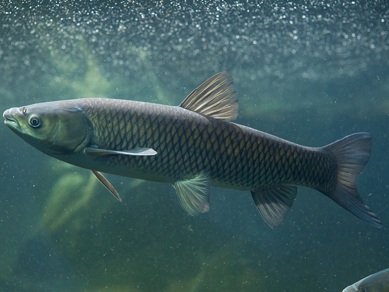A Summer of Grass Carp Captures: Why You Should Care and What You Can Do –  Invasive Species Centre